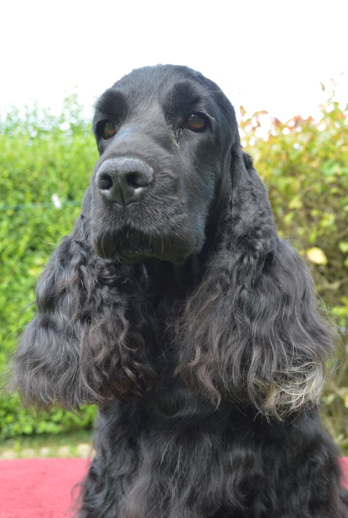 Les Cocker Spaniel Anglais de l'affixe Du Royaume De Lecki