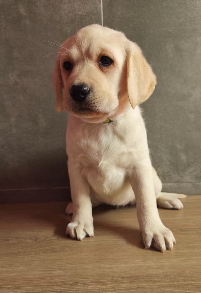 Du Royaume De Lecki - Chiot disponible  - Labrador Retriever