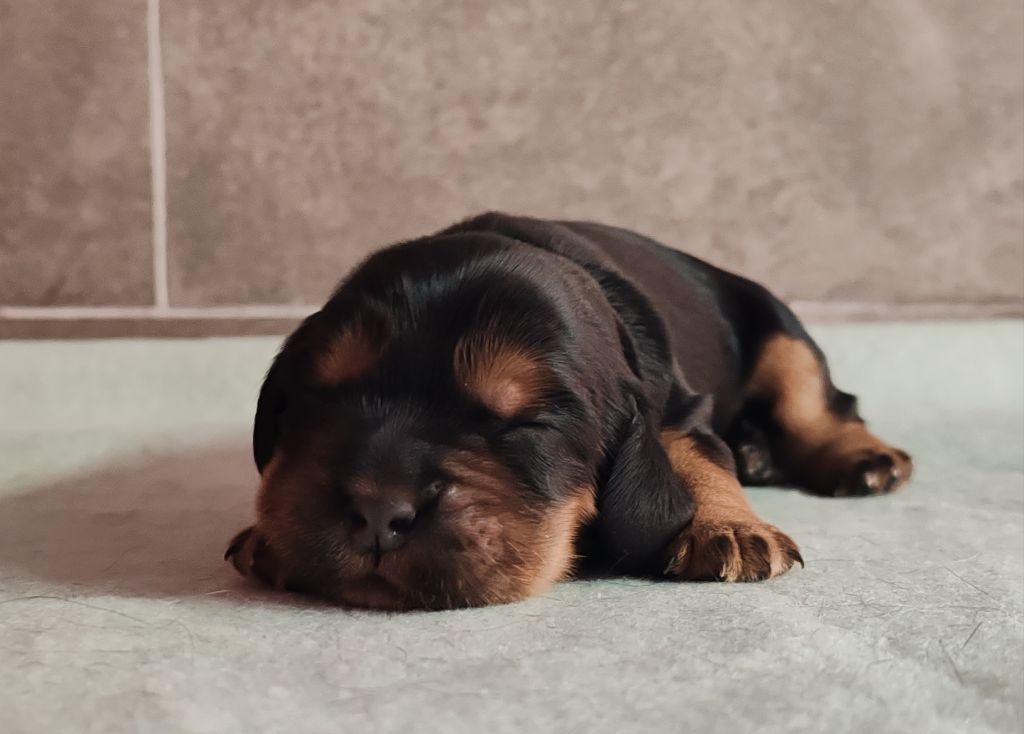 Du Royaume De Lecki - Chiot disponible  - Cocker Spaniel Anglais