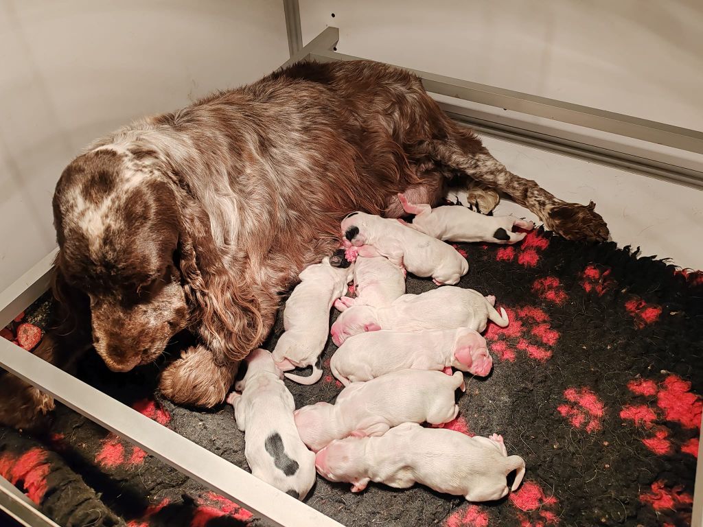 chiot Cocker Spaniel Anglais Du Royaume De Lecki