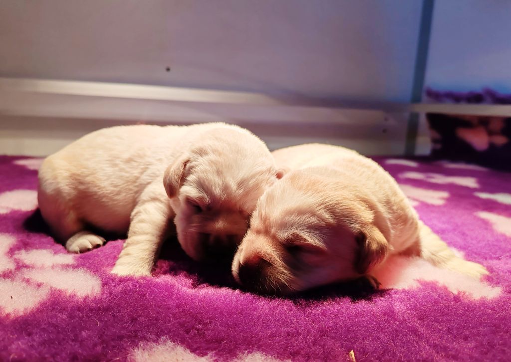 chiot Labrador Retriever Du Royaume De Lecki