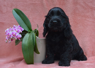 Du Royaume De Lecki - Cocker Spaniel Anglais - Portée née le 28/04/2023