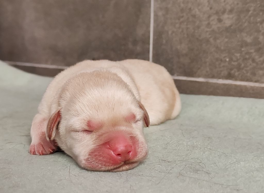 Du Royaume De Lecki - Chiot disponible  - Labrador Retriever