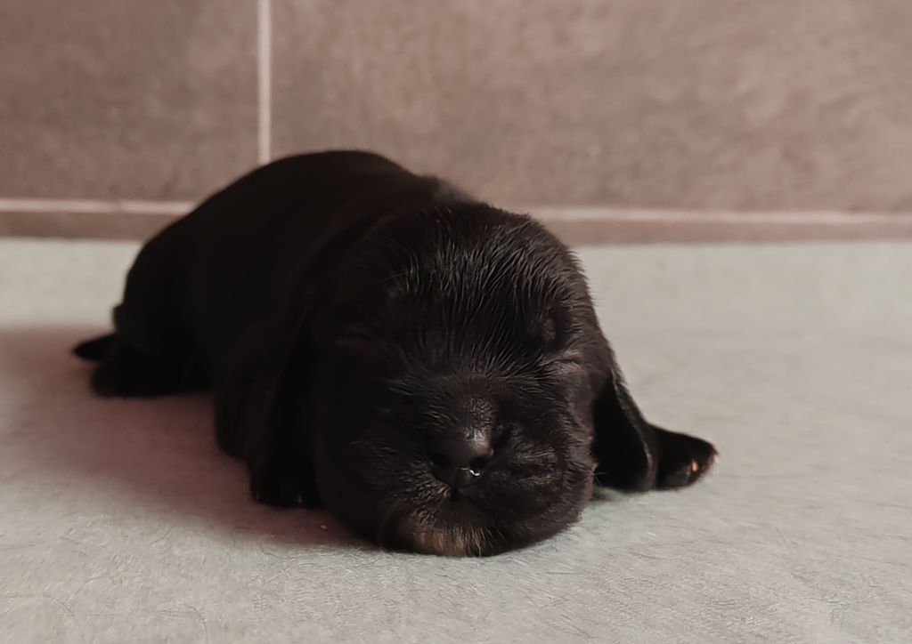 Du Royaume De Lecki - Chiot disponible  - Cocker Spaniel Anglais