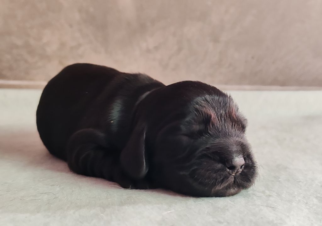 Du Royaume De Lecki - Chiot disponible  - Cocker Spaniel Anglais