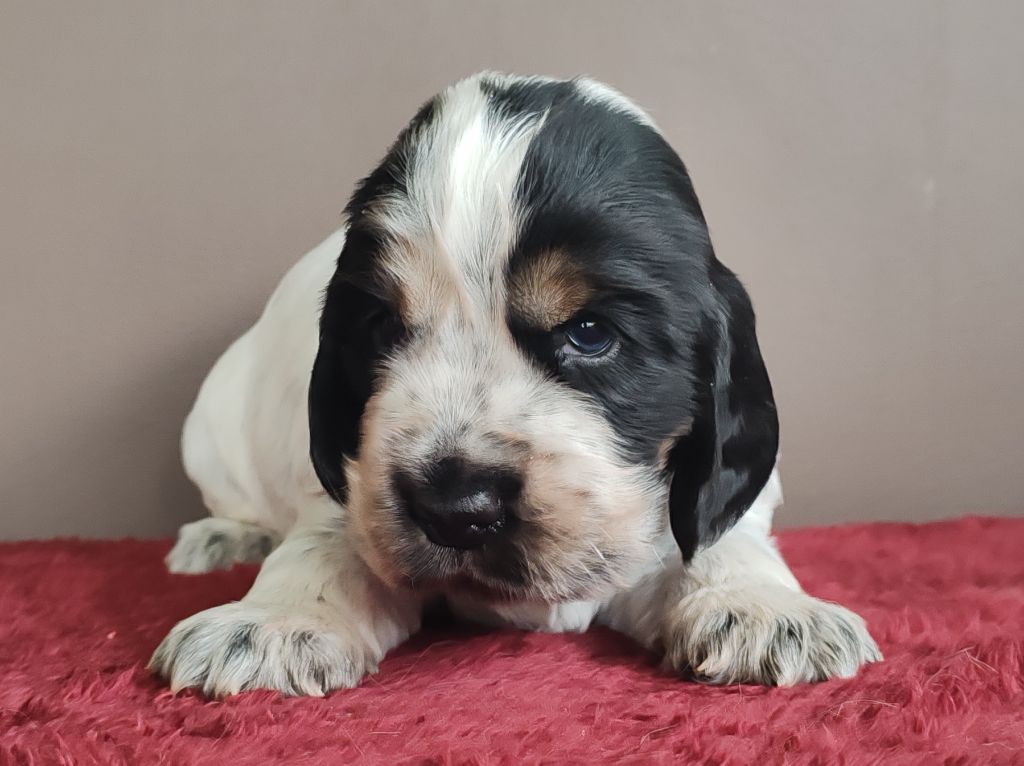 Du Royaume De Lecki - Chiot disponible  - Cocker Spaniel Anglais