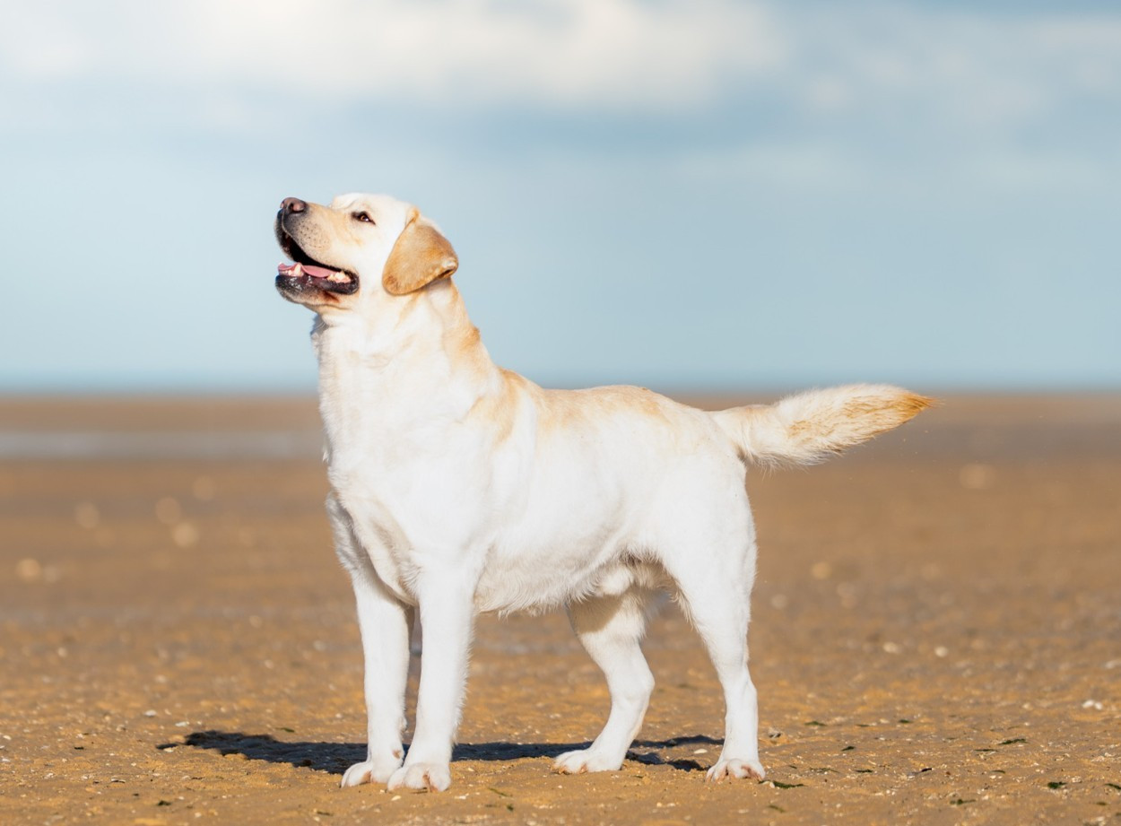 True bad boy du pré de l'égvonne