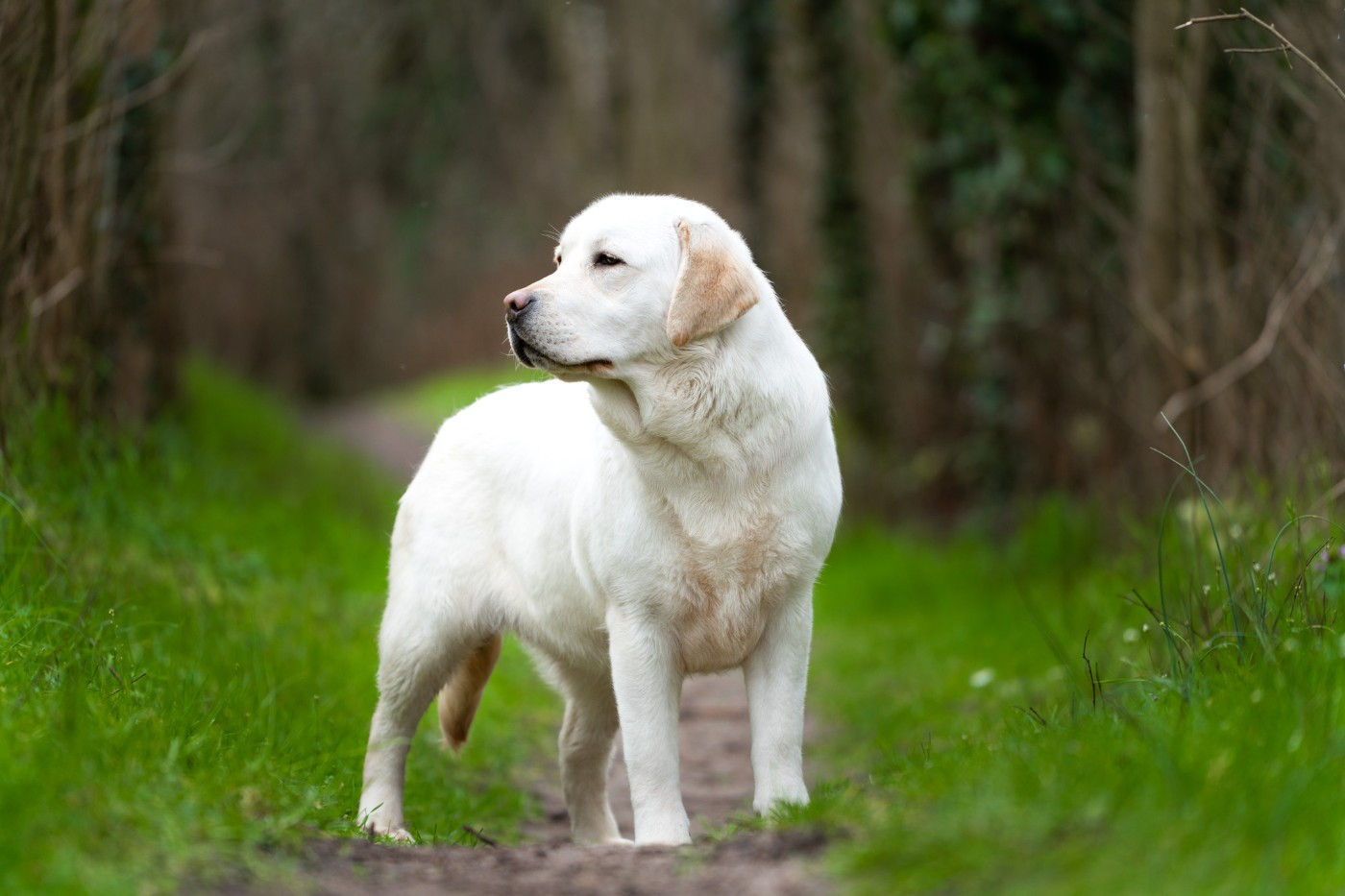 Always Remember Me  Du Royaume De Lecki