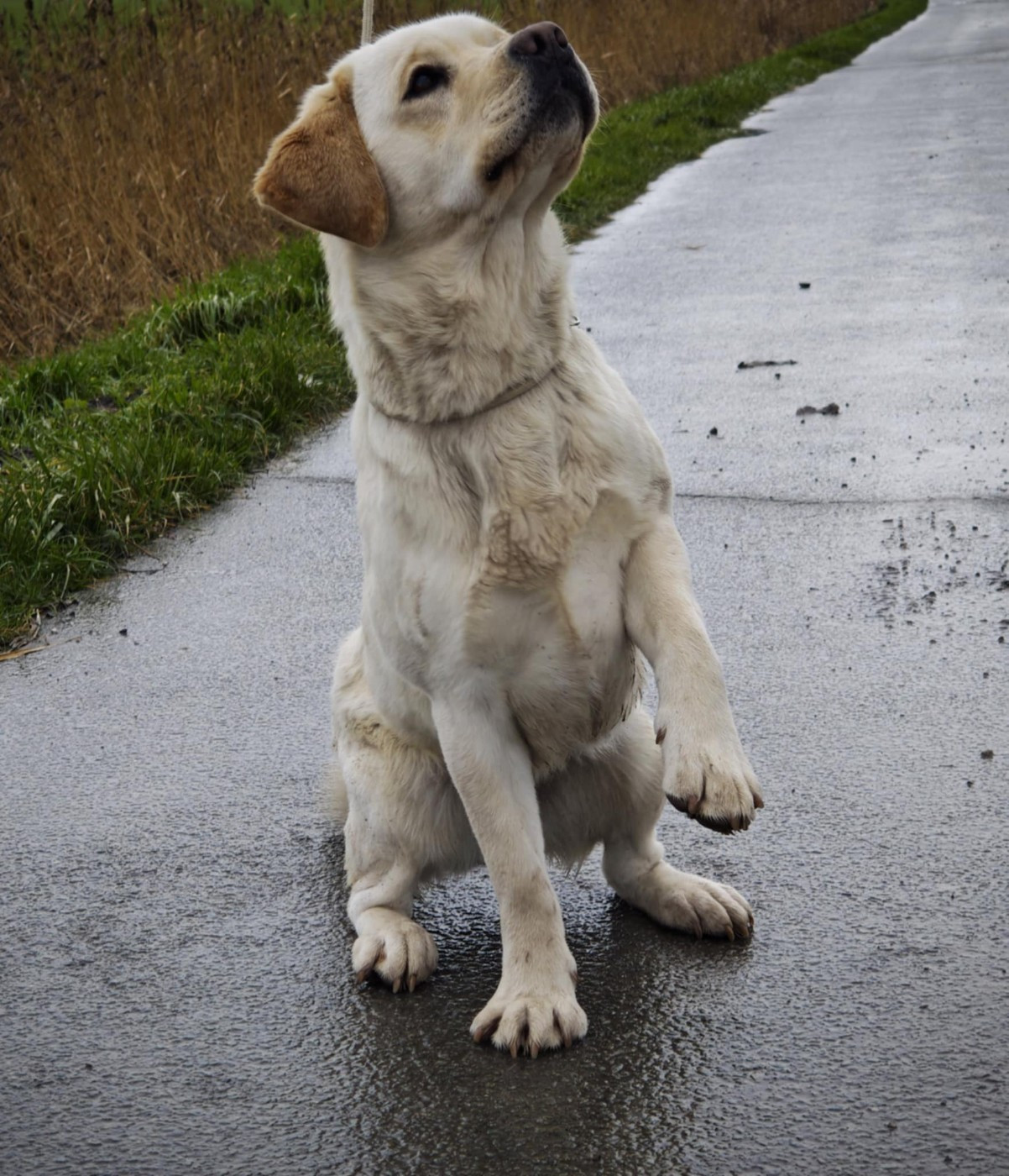 Ulane  Du Royaume De Lecki
