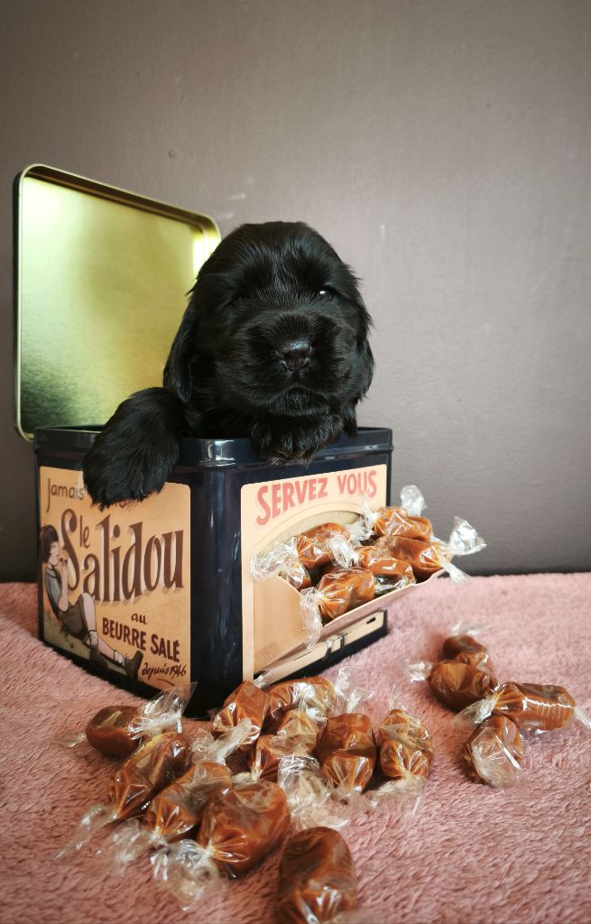 Du Royaume De Lecki - Chiots disponibles - Cocker Spaniel Anglais