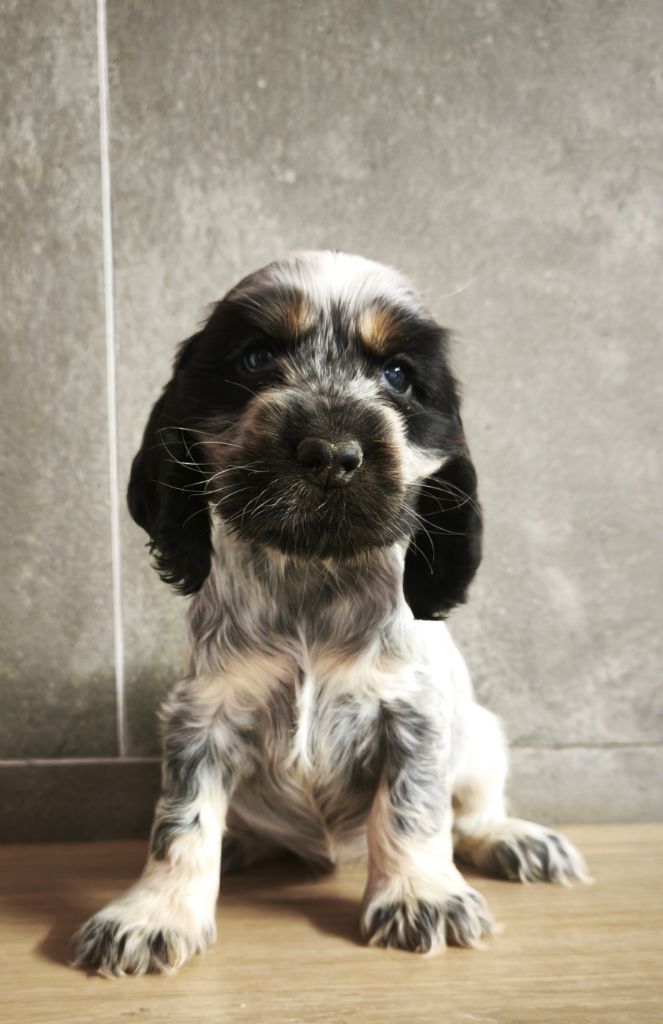 Du Royaume De Lecki - Chiots disponibles - Cocker Spaniel Anglais
