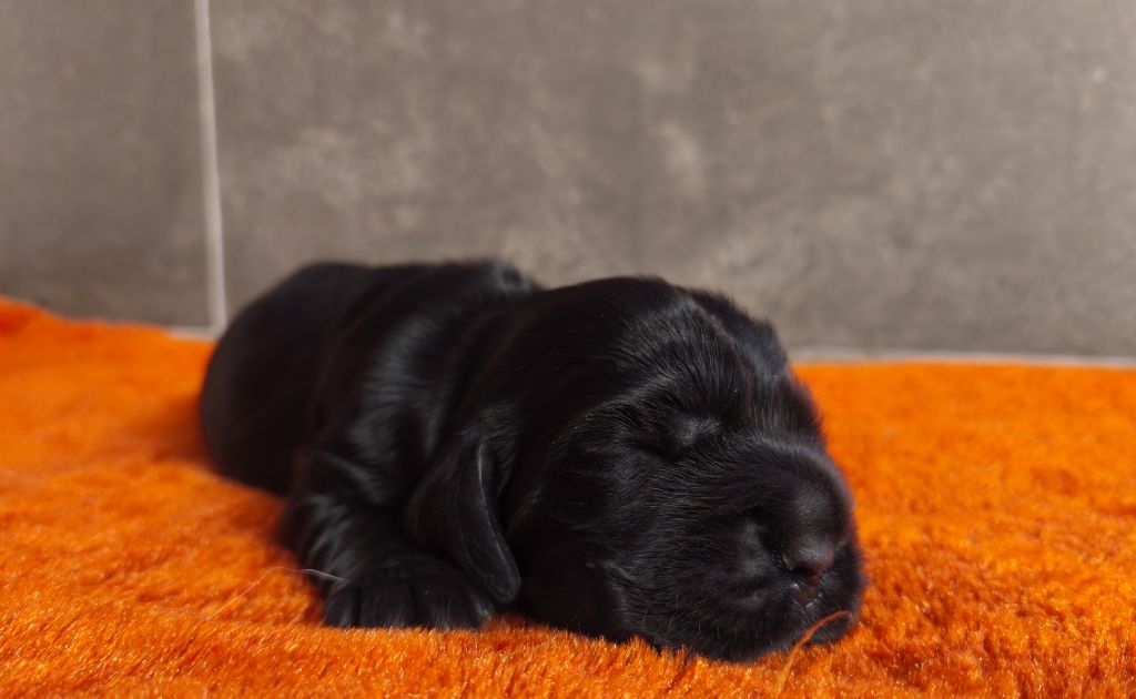 Du Royaume De Lecki - Chiots disponibles - Cocker Spaniel Anglais