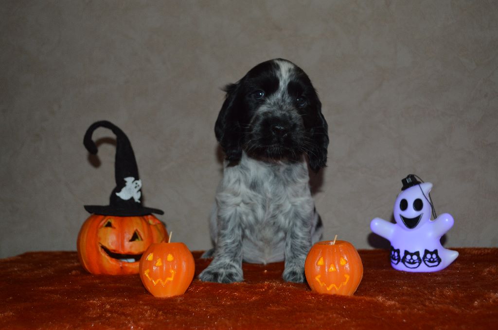 Du Royaume De Lecki - Cocker Spaniel Anglais - Portée née le 12/09/2019