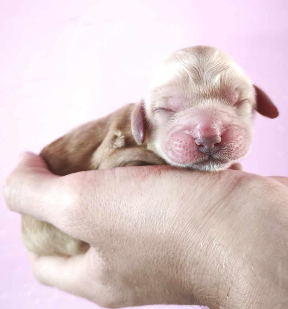 Du Royaume De Lecki - Chiots disponibles - Cocker Spaniel Anglais
