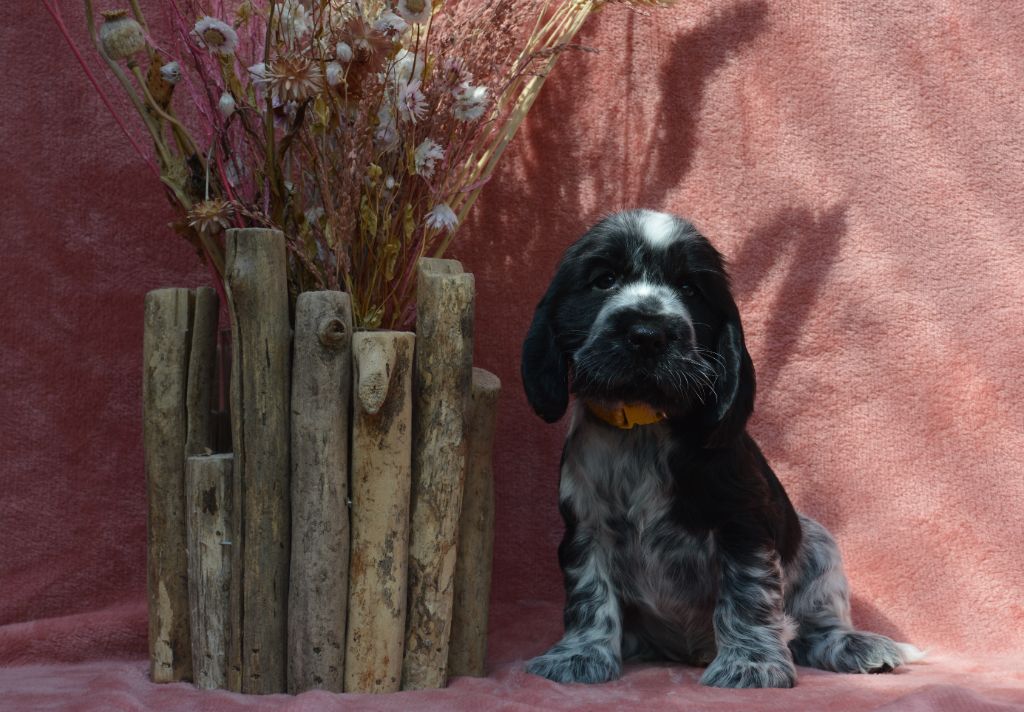 Du Royaume De Lecki - Cocker Spaniel Anglais - Portée née le 21/04/2023