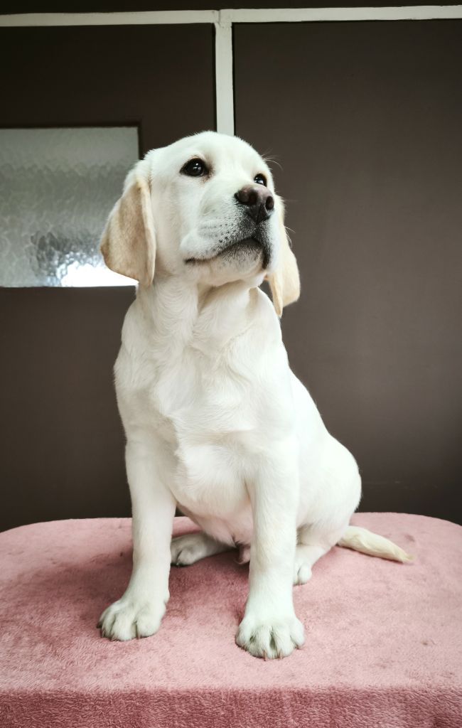 Du Royaume De Lecki - Chiots disponibles - Labrador Retriever