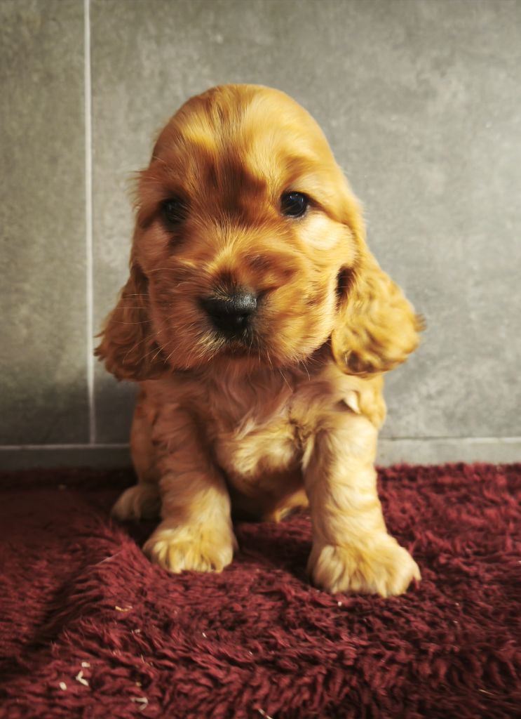Du Royaume De Lecki - Cocker Spaniel Anglais - Portée née le 21/06/2025