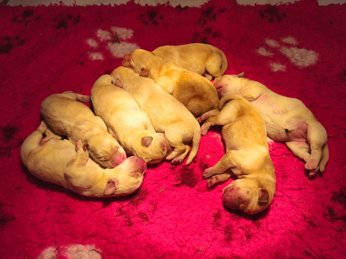 Chiot Labrador Retriever Du Royaume De Lecki
