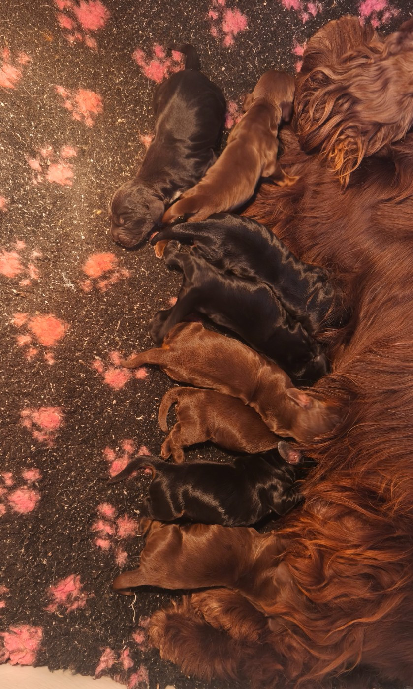 Chiot Cocker Spaniel Anglais Du Royaume De Lecki