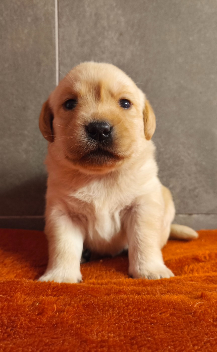 Du Royaume De Lecki - Chiots disponibles - Labrador Retriever