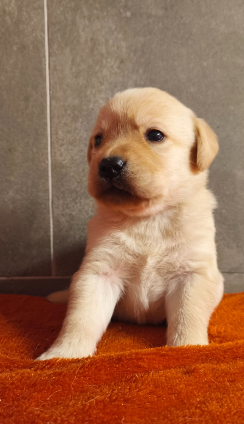 Du Royaume De Lecki - Chiots disponibles - Labrador Retriever