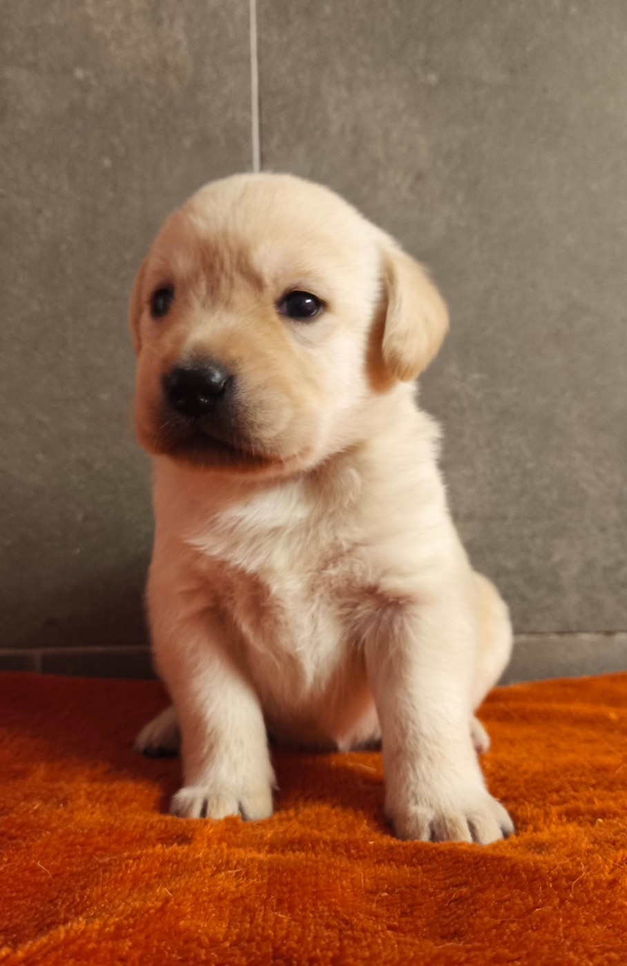 Du Royaume De Lecki - Chiots disponibles - Labrador Retriever