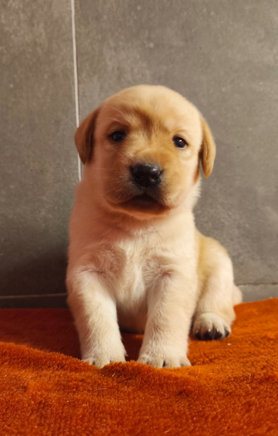 Du Royaume De Lecki - Chiots disponibles - Labrador Retriever