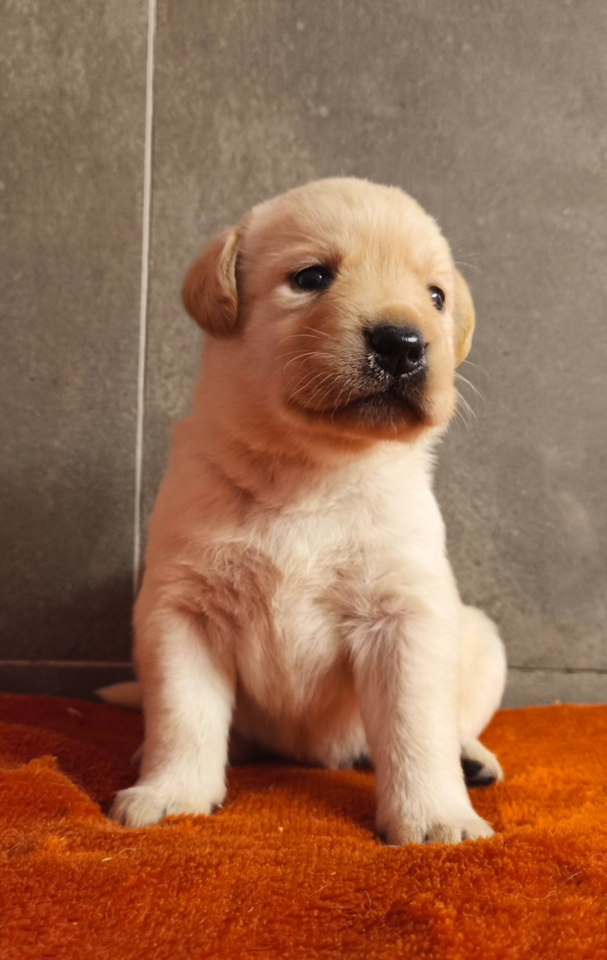 Du Royaume De Lecki - Chiots disponibles - Labrador Retriever