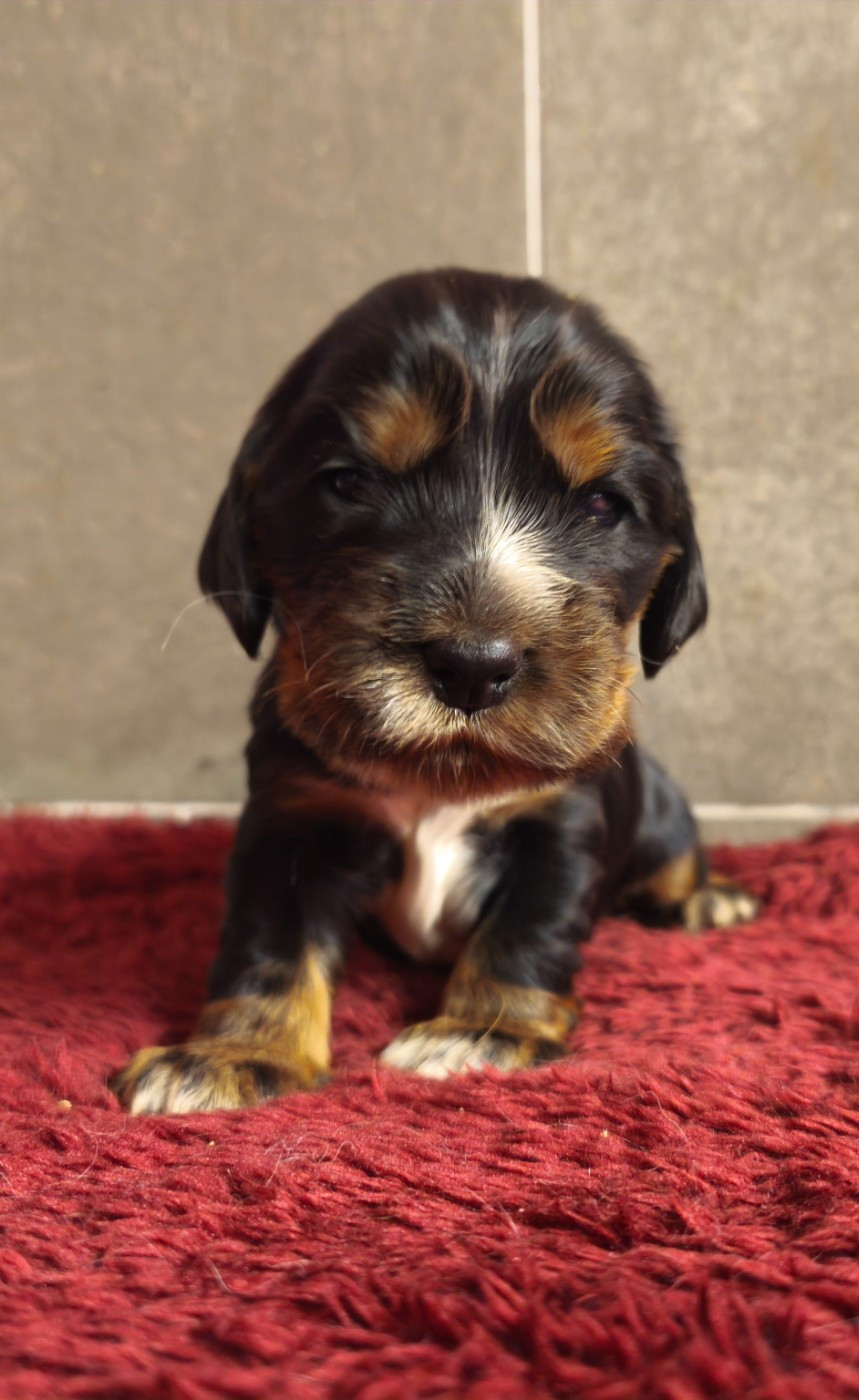 Du Royaume De Lecki - Chiots disponibles - Cocker Spaniel Anglais