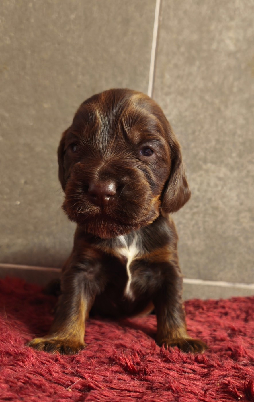 Du Royaume De Lecki - Chiots disponibles - Cocker Spaniel Anglais