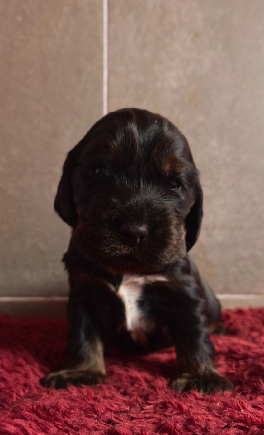 Du Royaume De Lecki - Chiots disponibles - Cocker Spaniel Anglais
