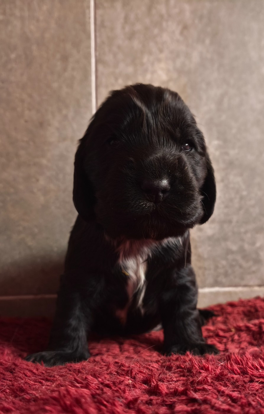 Du Royaume De Lecki - Chiots disponibles - Cocker Spaniel Anglais