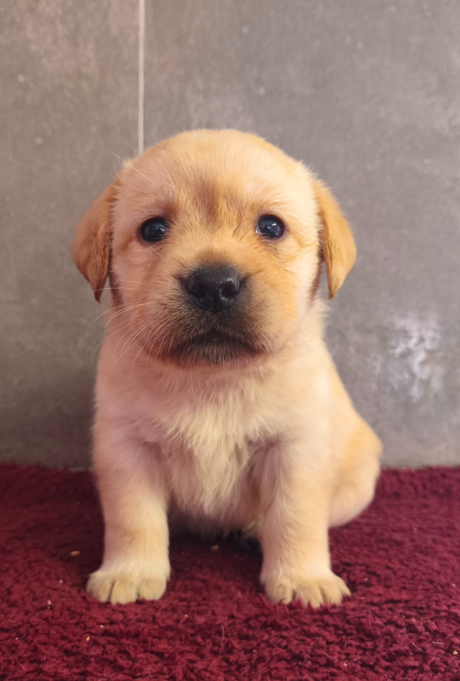 Du Royaume De Lecki - Chiots disponibles - Labrador Retriever