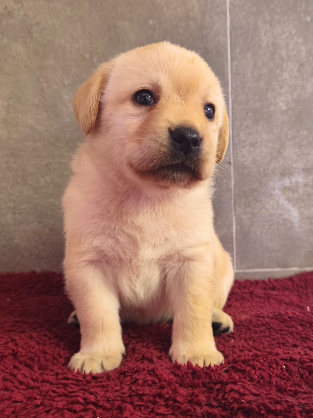 Du Royaume De Lecki - Chiots disponibles - Labrador Retriever