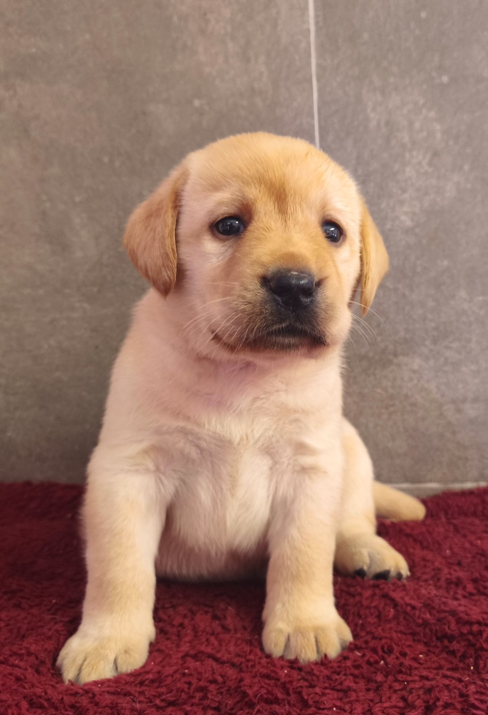 Du Royaume De Lecki - Chiots disponibles - Labrador Retriever