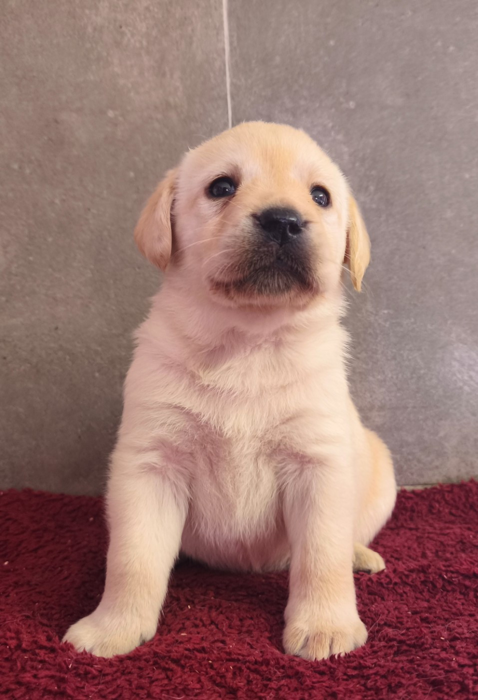 Du Royaume De Lecki - Chiots disponibles - Labrador Retriever
