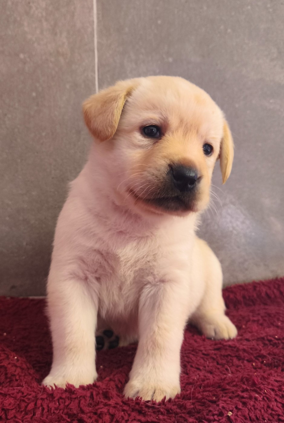 Du Royaume De Lecki - Chiots disponibles - Labrador Retriever
