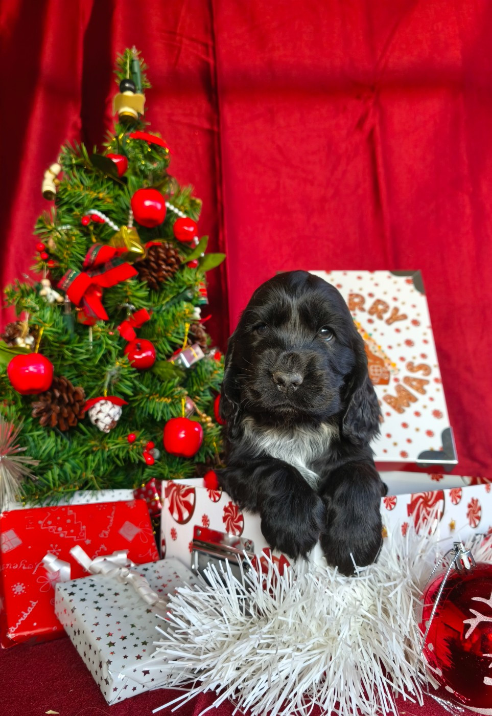 Du Royaume De Lecki - Chiots disponibles - Cocker Spaniel Anglais
