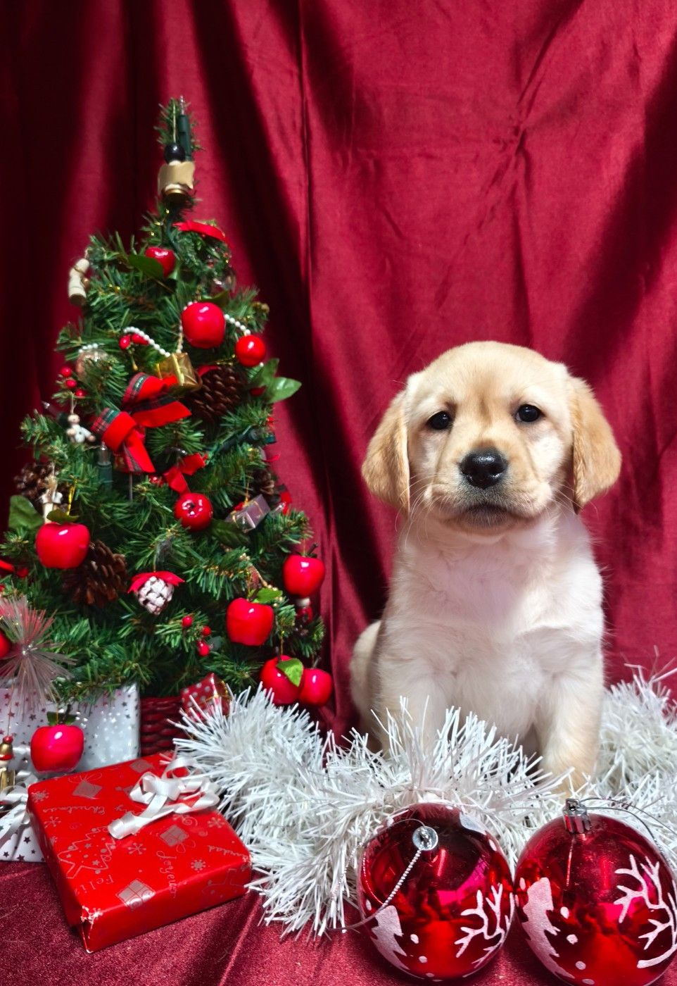 Du Royaume De Lecki - Chiots disponibles - Labrador Retriever