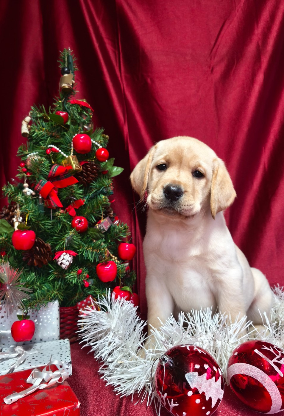 Du Royaume De Lecki - Chiots disponibles - Labrador Retriever