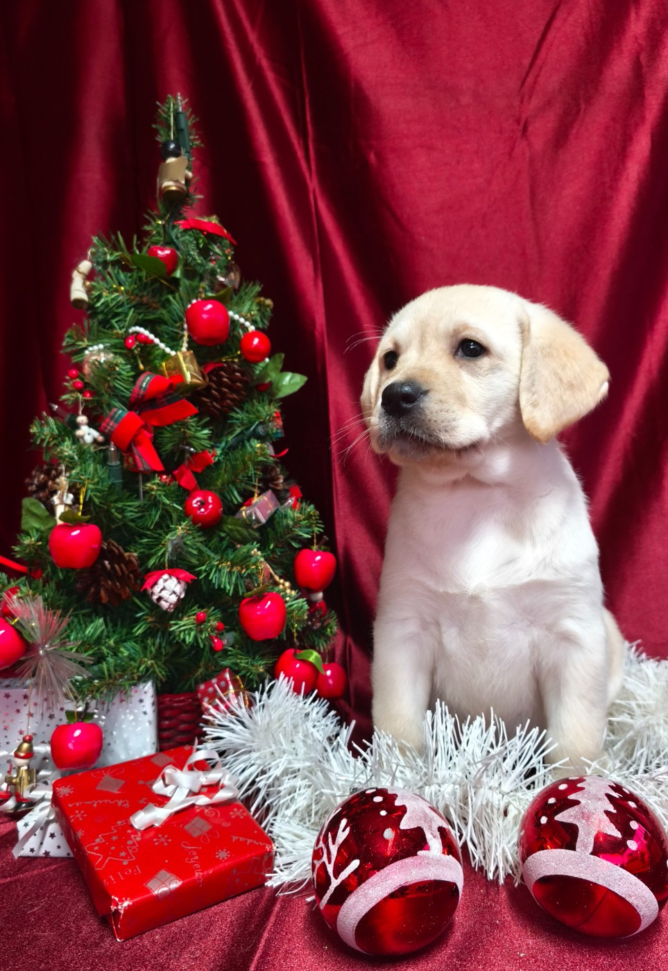 Du Royaume De Lecki - Chiots disponibles - Labrador Retriever