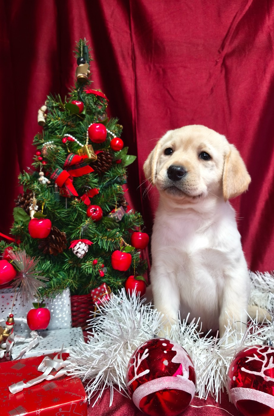 Du Royaume De Lecki - Chiots disponibles - Labrador Retriever