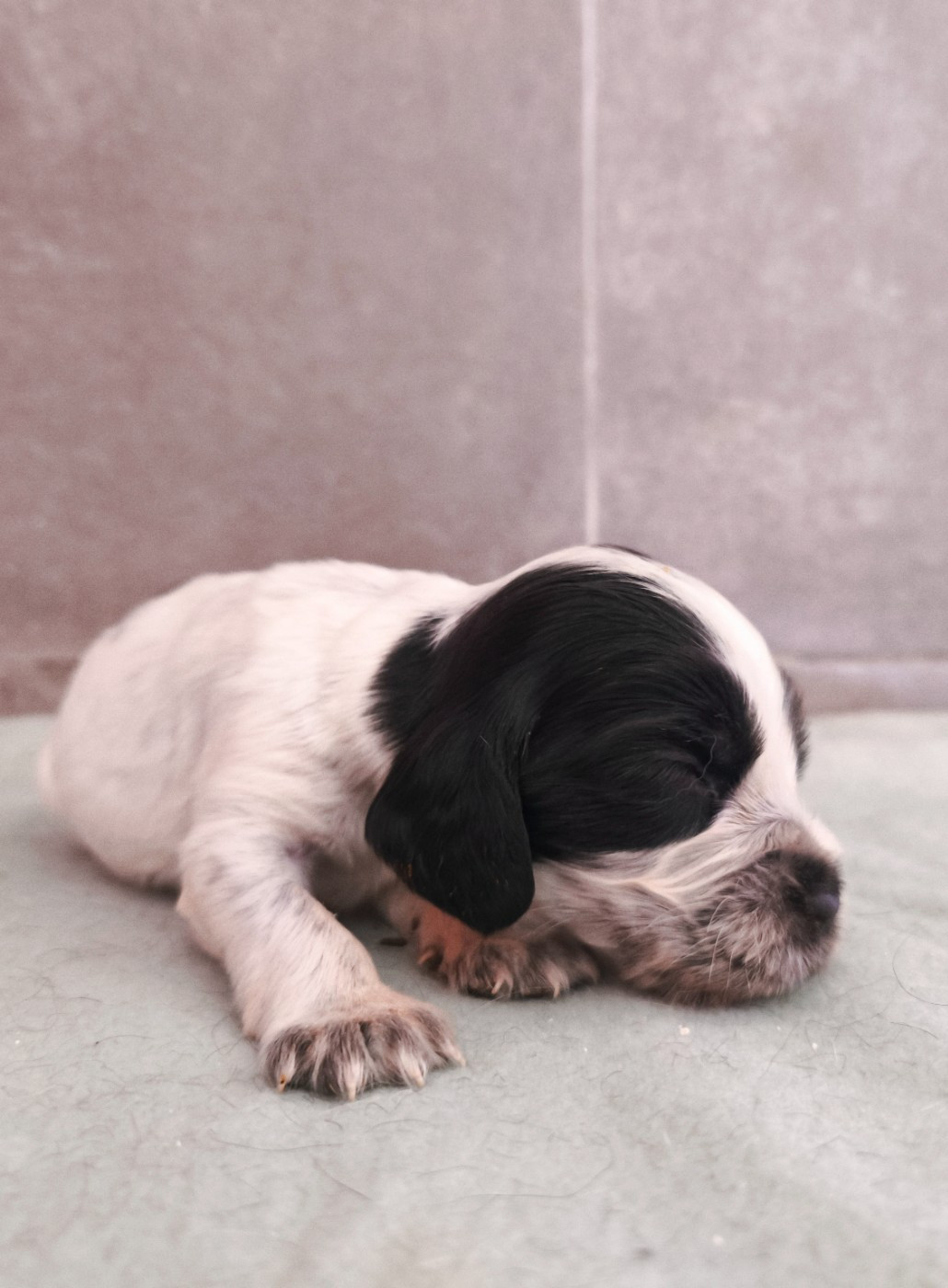 Du Royaume De Lecki - Chiots disponibles - Cocker Spaniel Anglais