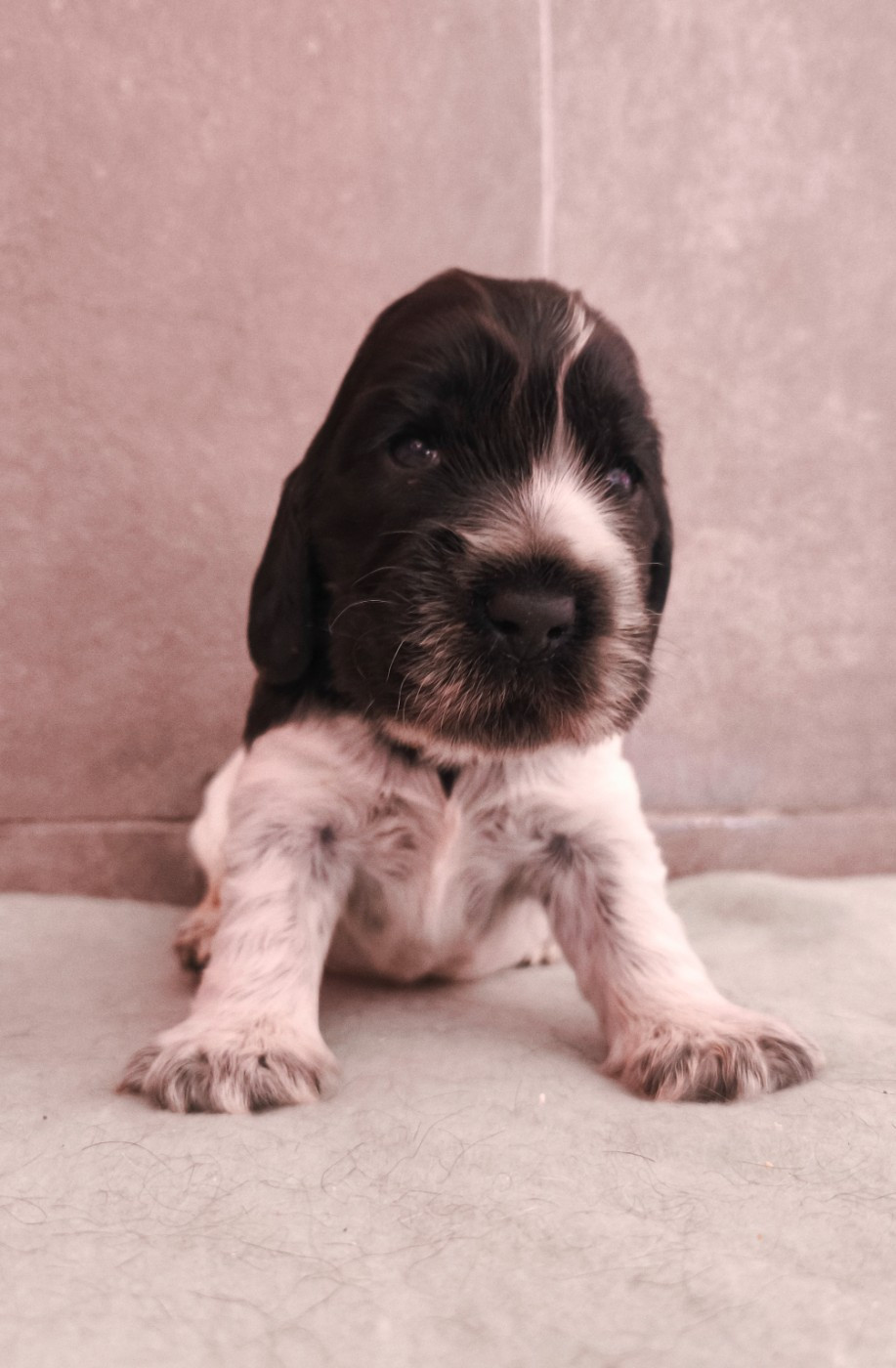 Du Royaume De Lecki - Chiots disponibles - Cocker Spaniel Anglais