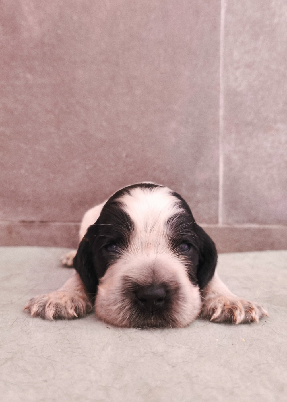 Du Royaume De Lecki - Chiots disponibles - Cocker Spaniel Anglais