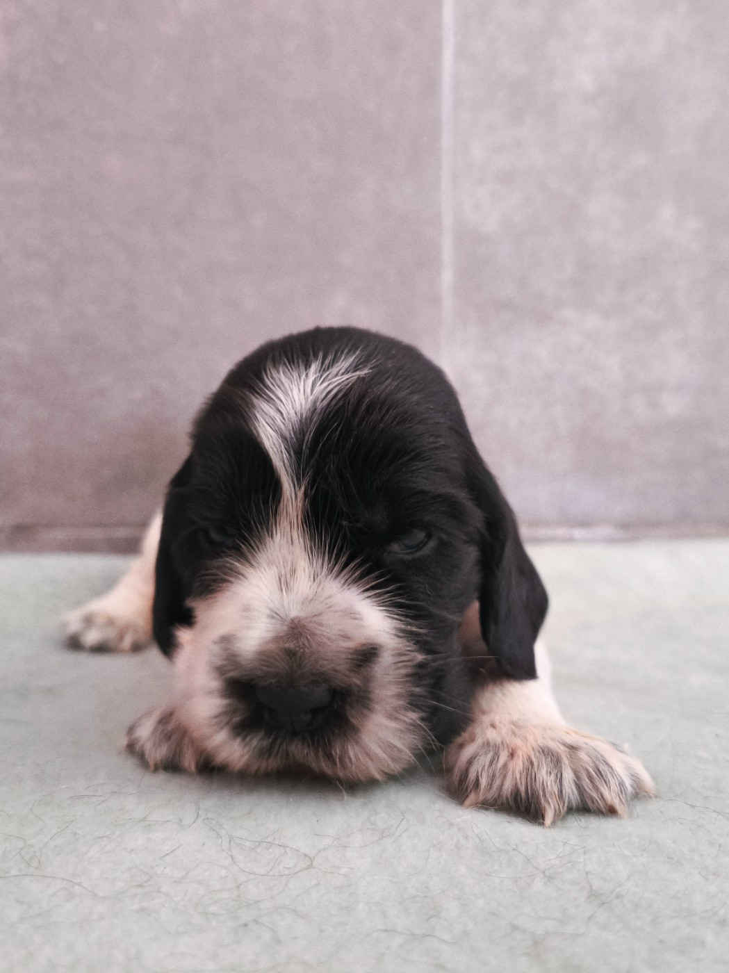 Du Royaume De Lecki - Chiots disponibles - Cocker Spaniel Anglais