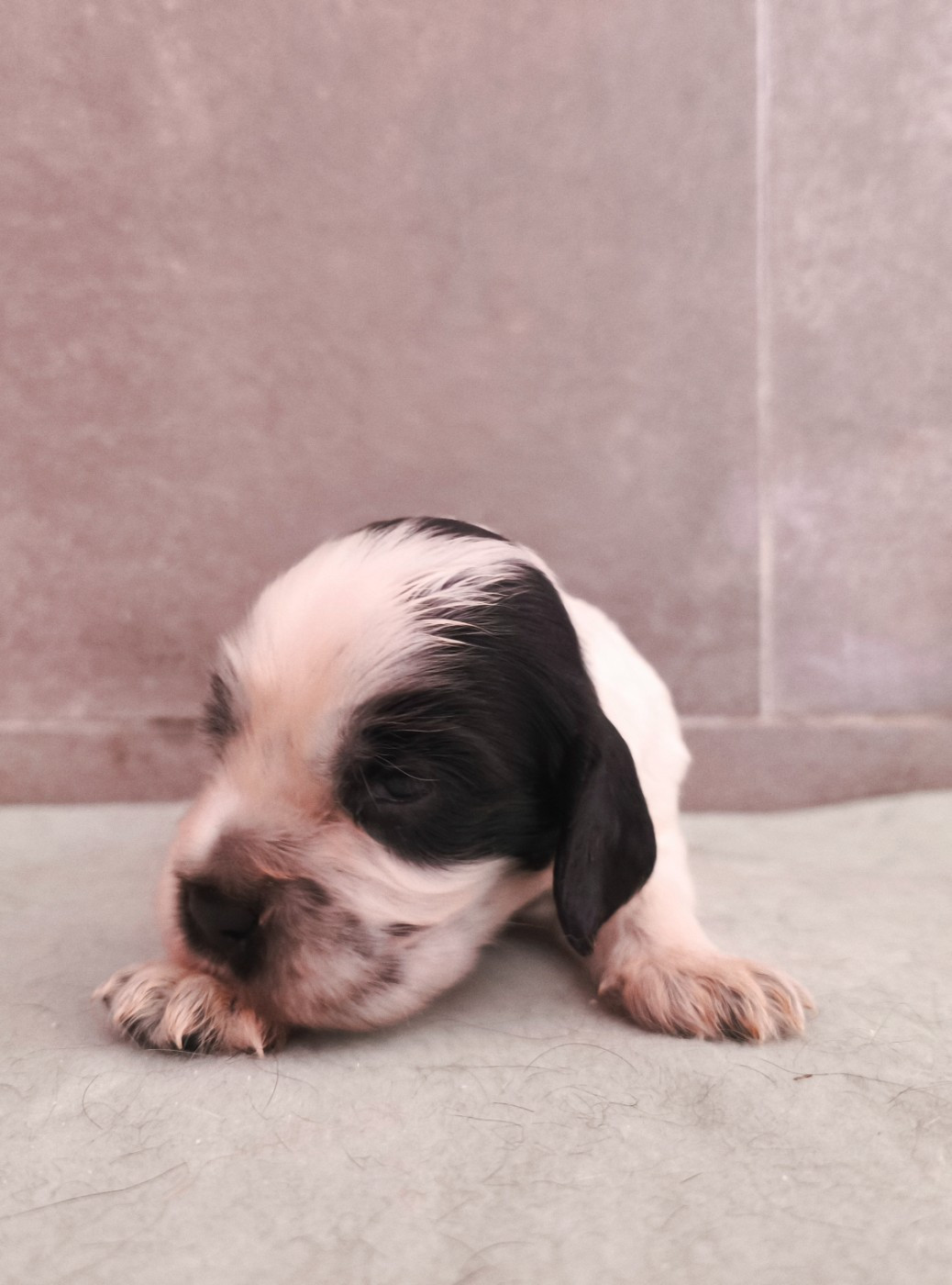 Du Royaume De Lecki - Chiots disponibles - Cocker Spaniel Anglais