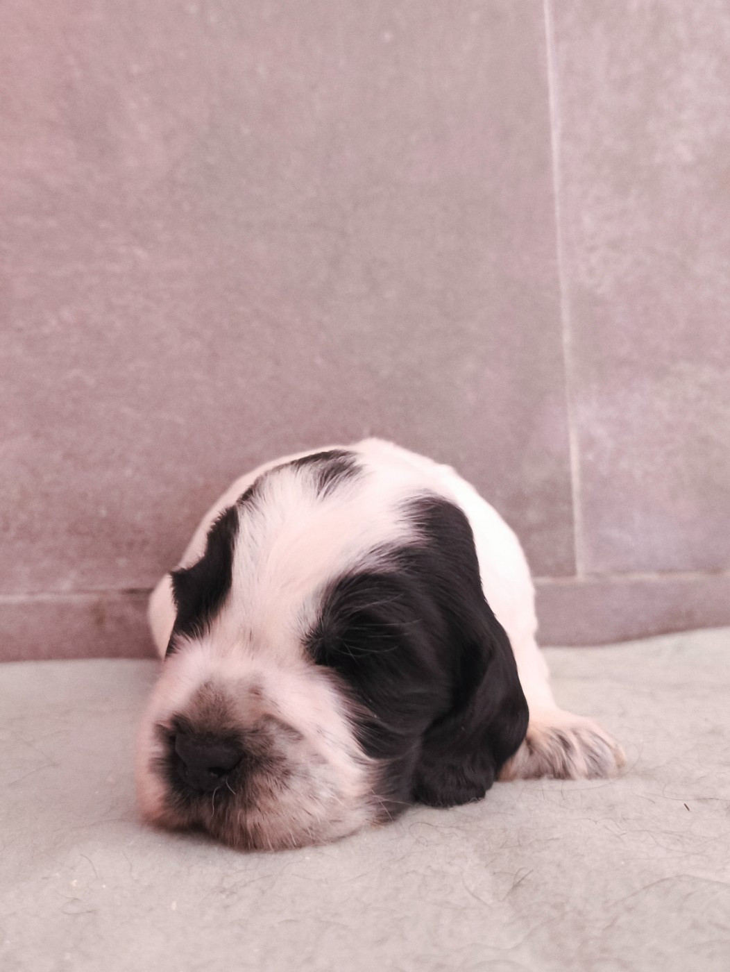 Du Royaume De Lecki - Chiots disponibles - Cocker Spaniel Anglais