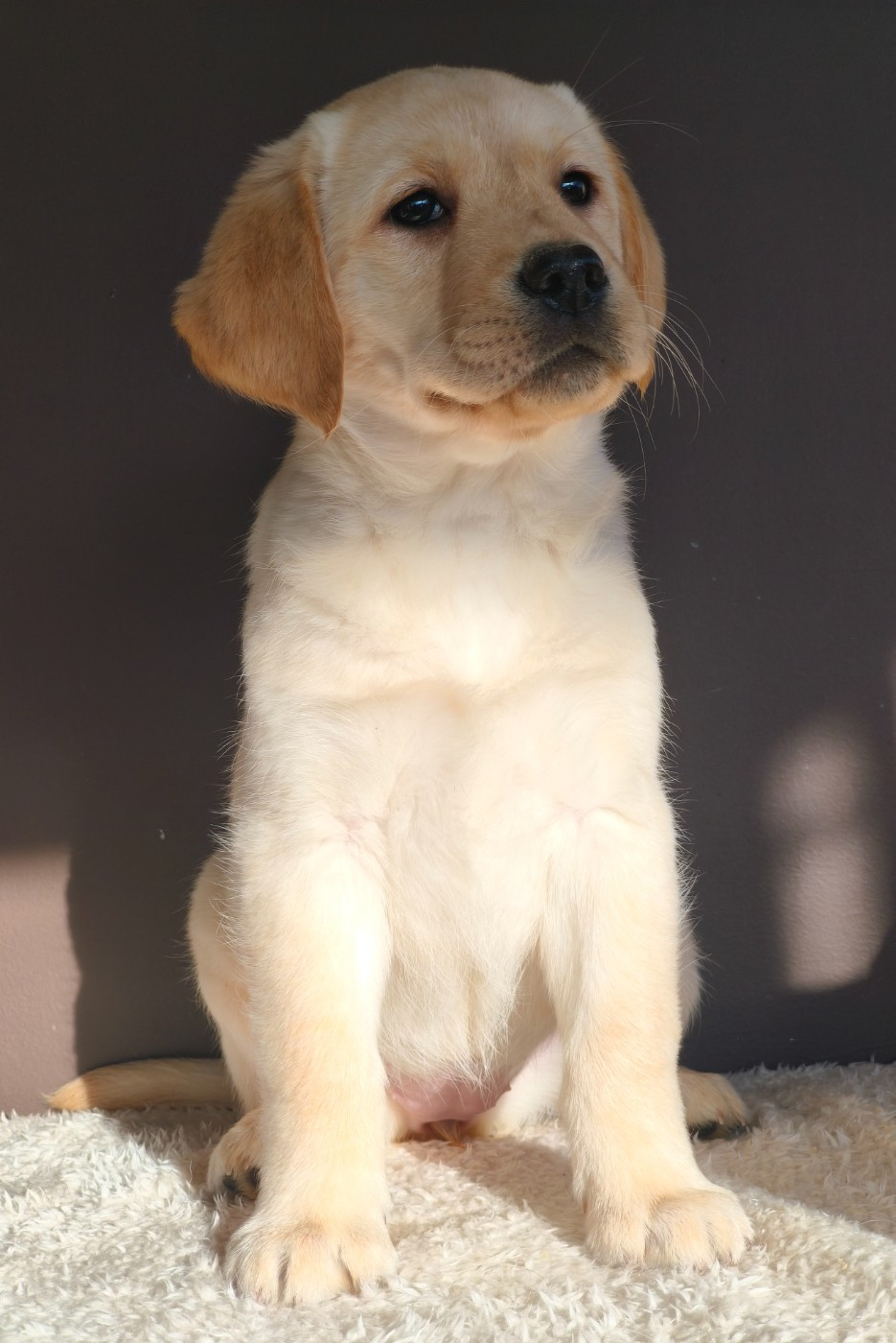Du Royaume De Lecki - Chiots disponibles - Labrador Retriever