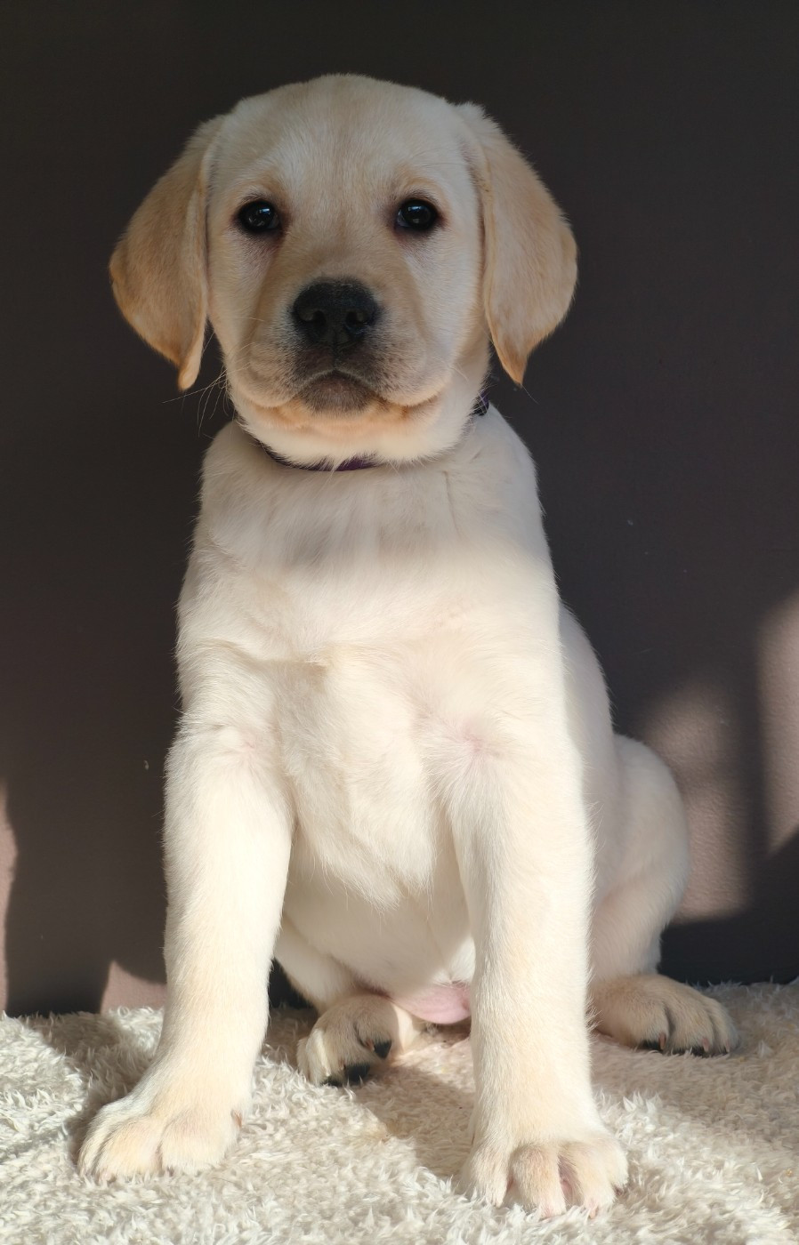 Du Royaume De Lecki - Chiots disponibles - Labrador Retriever